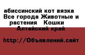 абиссинский кот вязка - Все города Животные и растения » Кошки   . Алтайский край